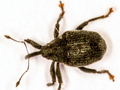 Ceutorhynchus alliariae